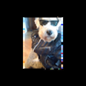 Meet your Posher, Barbara